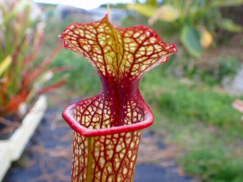 商品一覧 - Y's Exotics （山田食虫植物農園）