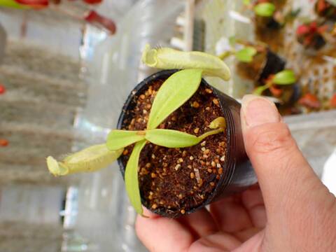 商品一覧 - Y's Exotics （山田食虫植物農園）