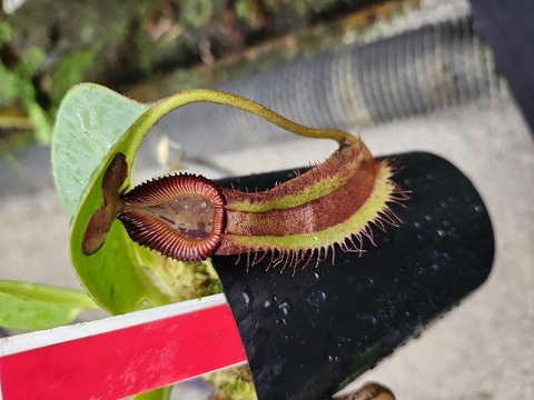 Y's Exotics （山田食虫植物農園）