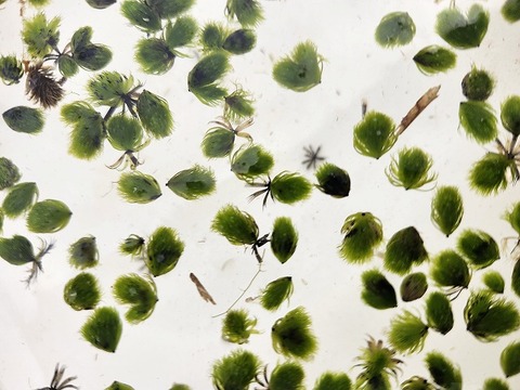 R383 1H Aldrovanda vesicuiosa : 京都巨椋池系統