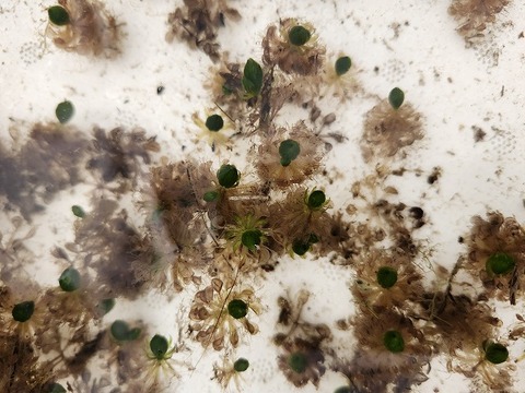 G569 1H Aldrovanda vesiculosa：京都巨椋池系統