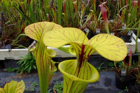 ハバネロ　FS ✖️ Portillae 商品一覧 | Y's Exotics （山田食虫植物農園）