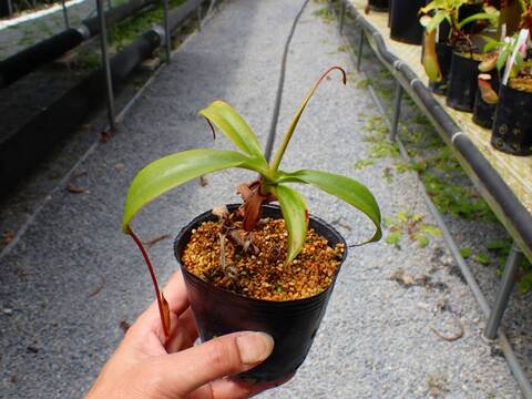 J591 5-3 N. xmerrilliata (giant) wild TH
