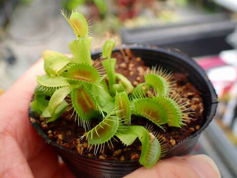 J217 5-2 Dionaea muscipula South-West Giant Y's Lab
