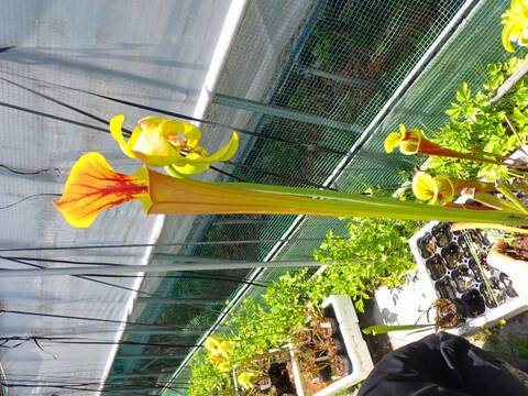 E205 S, flava var. cuprea