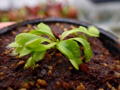 Y389 5-1 Dionaea muscipula Towering Giant CK