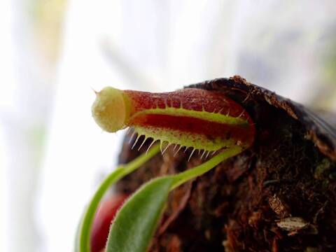 G500 5-1  [YA-14] N. sp. aff. bongso (from G. Gadut, seed-grown) Y's Lab