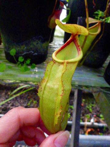 Nepenthes（ネペンテス/ウツボカズラ）の商品一覧 | Y's Exotics （山田食虫植物農園）