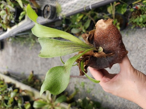 商品一覧 - Y's Exotics （山田食虫植物農園）
