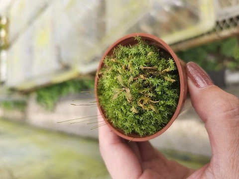 特別販売ページ！現品写真付！の商品一覧 | Y's Exotics （山田食虫