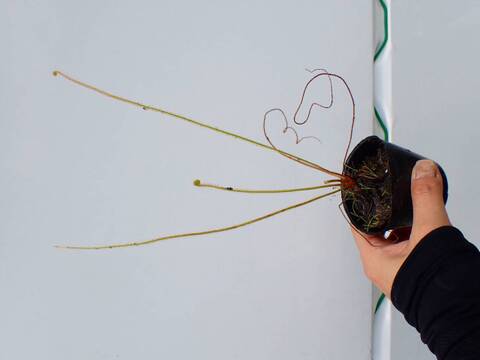P562 5H D. filiformis var. filiformis