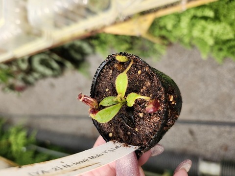 teatネペン Nepenthes（ネペンテス/ウツボカズラ）の商品一覧 | Y's Exotics