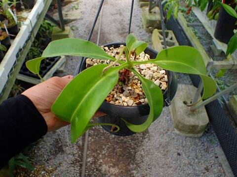 Y997 3-1 N. alata (q) giant EP