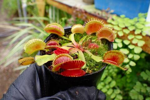 Y's Exotics （山田食虫植物農園）