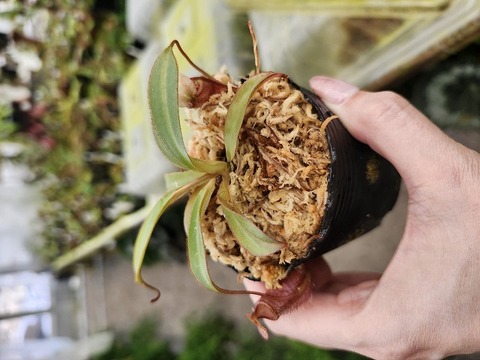 商品一覧 - Y's Exotics （山田食虫植物農園）