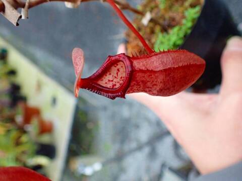 P781 5-3 N. ventricosa-squat, red x ovata EP