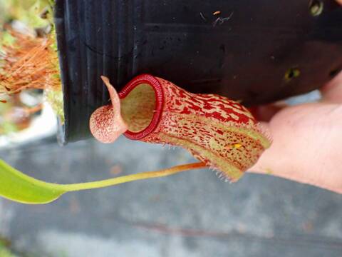 P291 5-3 N. Red Leopard (ventricosa squat x maxima) EP