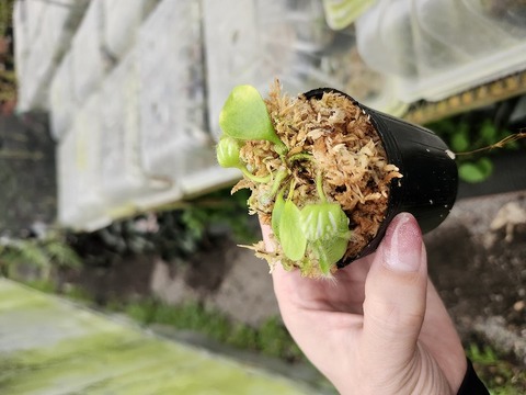 Cephalotus follicularis （フクロノユキノシタ）の商品一覧 | Y's