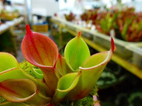 Heliamphora（ヘリアンフォラ）の商品一覧 | Y's Exotics （山田
