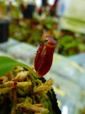 Nepenthes（ネペンテス/ウツボカズラ）の商品一覧 | Y's Exotics （山田食虫植物農園）