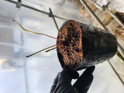 O168 2H S. minor (Fitzgerald Ben Hill Co, GA) x minor (all green) CK