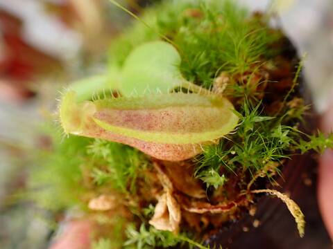 E596 1-4 N. adrianii NE-141 MT x truncata highland red Y's