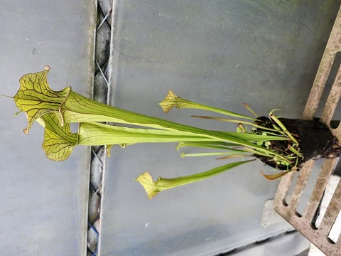 Y's Exotics （山田食虫植物農園）