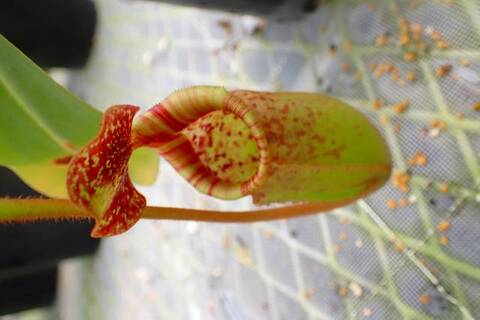 ゆうゆうネペンテス・ミランダ Nepenthes（ネペンテス/ウツボカズラ）の商品一覧 | Y's Exotics