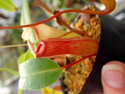 商品一覧 - Y's Exotics （山田食虫植物農園）