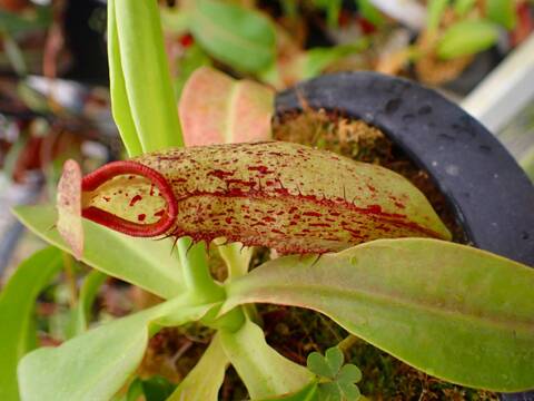 商品一覧 - Y's Exotics （山田食虫植物農園）