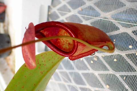 Nepenthes（ネペンテス/ウツボカズラ）の商品一覧 | Y's Exotics