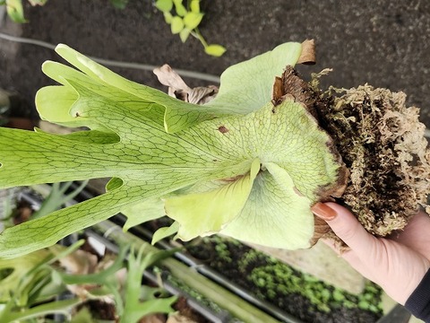 商品一覧 - Y's Exotics （山田食虫植物農園）