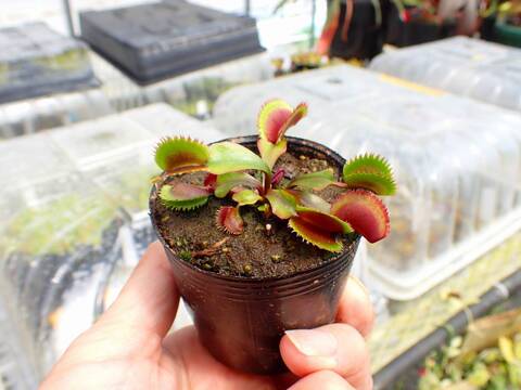 J583 5-1 Dionaea muscipula `bohemian garnet  red sawtooth' Cedric