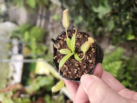 商品一覧 - Y's Exotics （山田食虫植物農園）