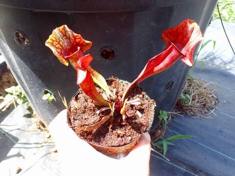 Sarracenia（サラセニア）の商品一覧 | Y's Exotics （山田食虫