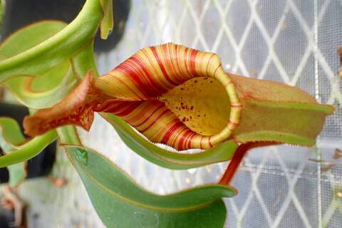 Nepenthes（ネペンテス/ウツボカズラ）の商品一覧 | Y's Exotics