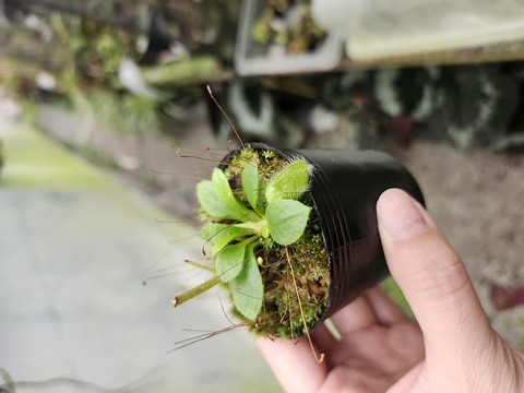 商品一覧 - Y's Exotics （山田食虫植物農園）