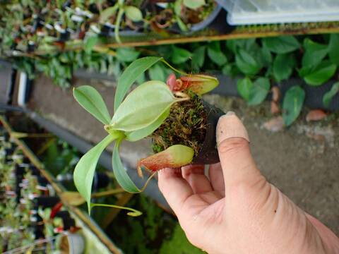 P445 1-4 N. (truncata x ephippiata) x tenuis #NNN