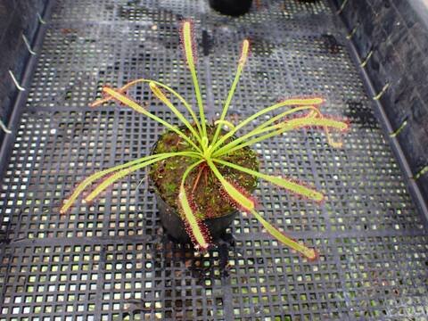 J602 4-1 D. capensis 