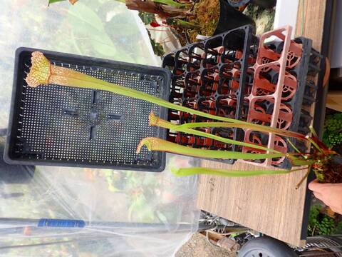 R442 1H S. Hybrid Y's