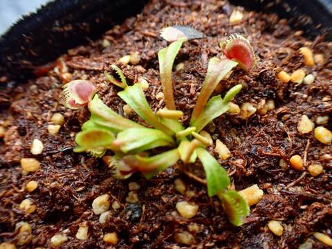 【現品】フィカス・アフリカンプリンス　8号　X64番 商品一覧 - Y's Exotics （山田食虫植物農園）