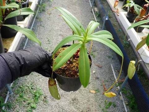 G293 5-3 N. bellii x merrilliana