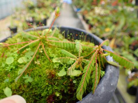 P460 5-3 #BBB Biophytum dendroides