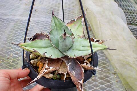 Y743 4-2 藍球嚴龍 Agave titanota `Blue Ball'