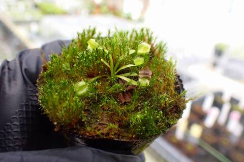商品一覧 - Y's Exotics （山田食虫植物農園）
