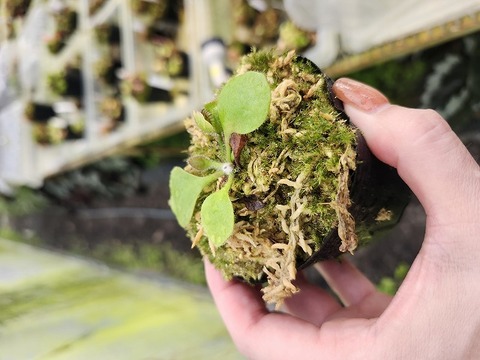 商品一覧 - Y's Exotics （山田食虫植物農園）