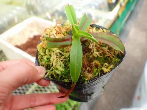 対馬寒蘭 适用玉柴140国六Y24-3708100起动机11齿24V配YM41D1-3708100