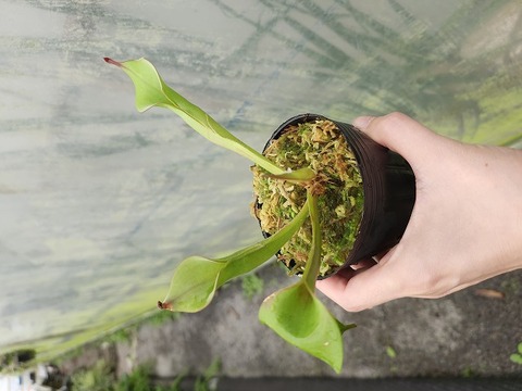 Heliamphora（ヘリアンフォラ）の商品一覧 | Y's Exotics （山田