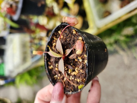 Nepenthes（ネペンテス/ウツボカズラ）の商品一覧 | Y's Exotics
