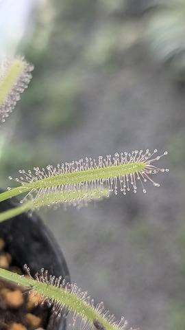 食虫植物 ドロセラ·オルデンシスvery wide leaved 種子30粒 良けれ